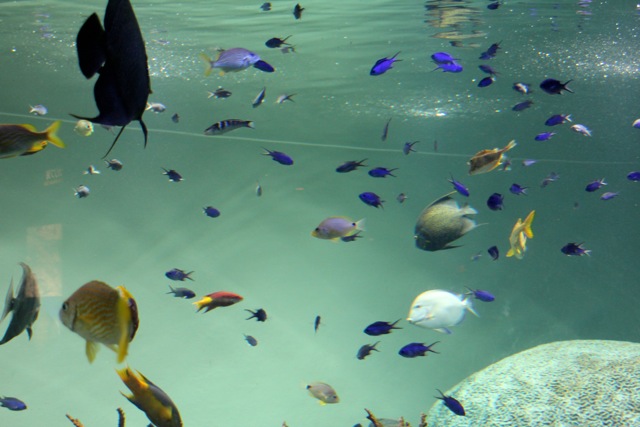 【葛西臨海水族園】葛西臨海散歩 part 1_f0348831_22331246.jpg