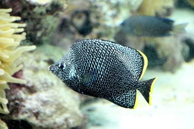 【葛西臨海水族園】葛西臨海散歩 part 1_f0348831_22331954.jpg