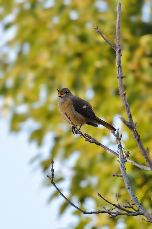 通勤鳥撮影「ジョウビタキ♀」_d0148541_2058258.jpg