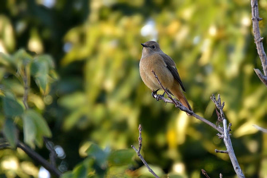 通勤鳥撮影「ジョウビタキ♀」_d0148541_20591023.jpg