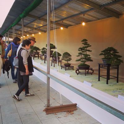 上野で盆栽の展覧会に立ち寄った_c0060143_849528.jpg