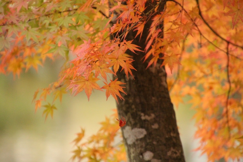 須賀川牡丹園の紅葉 後編 福島県須賀川市 963 77