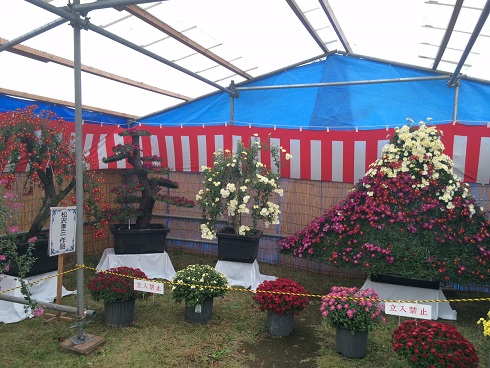 神栖市菊花展開催中です!!_f0229750_15143533.jpg