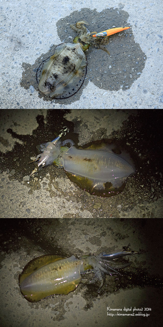 徳島アオリイカ釣行2014 那佐湾編 気ままな Digital Photo 徳島アオリイカ釣行2014 那佐湾編 気ままな Digital Photo