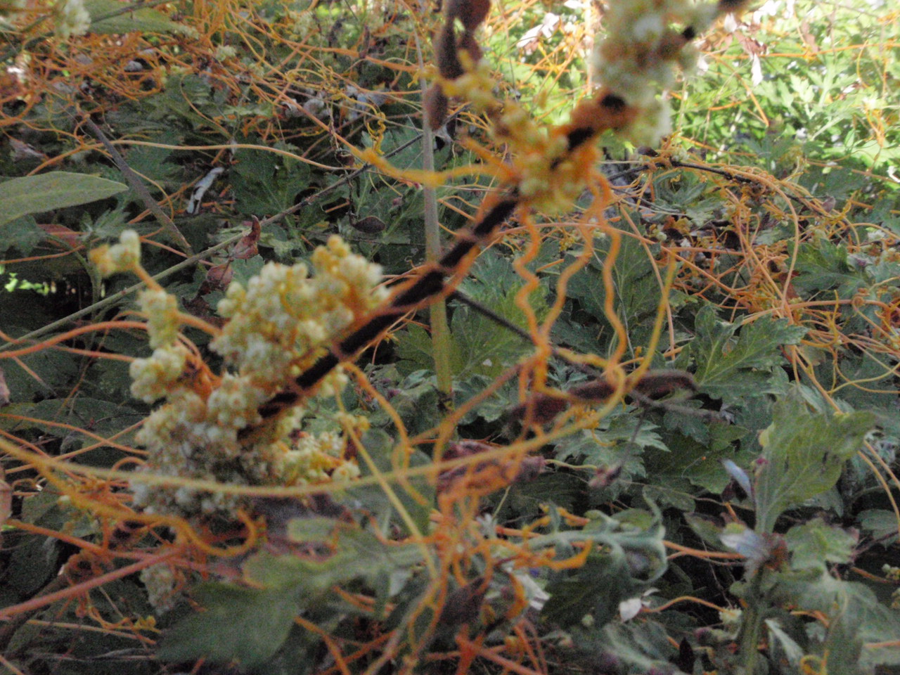 d0288860_9145627.jpg