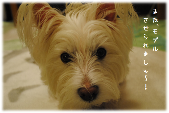 b0242873_08414685.png