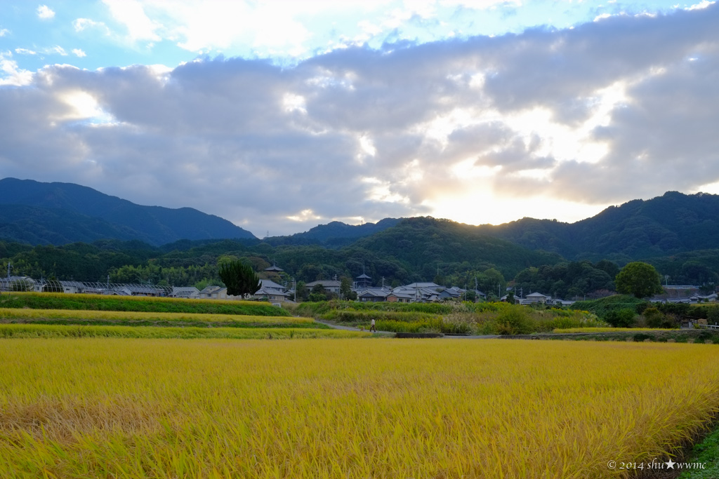 當麻の里夕景：：収穫のとき_a0142976_15443857.jpg