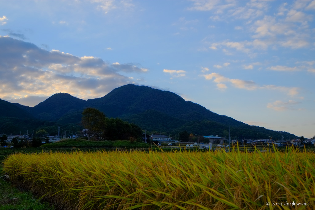 當麻の里夕景：：収穫のとき_a0142976_1553557.jpg