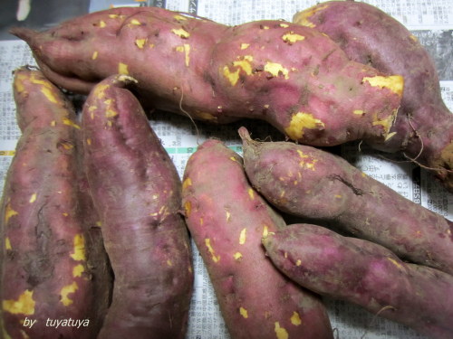 収穫の秋　さつまいも　Sweet potatoes_b0245877_22455976.jpg