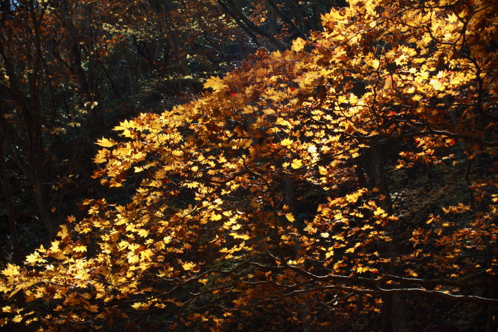 e0165983_17535334.jpg
