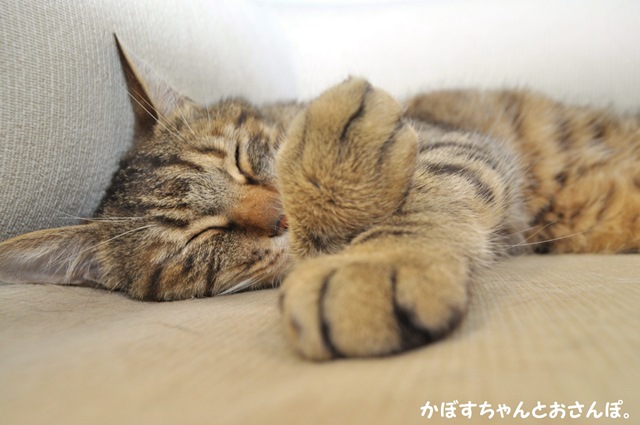 萌えポイント_a0126590_02474375.jpg