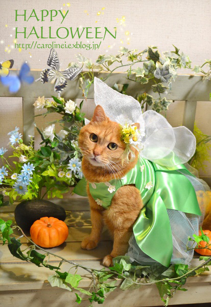 Happy Halloween!　　Handmade Cat Costume_d0025294_22152489.jpg