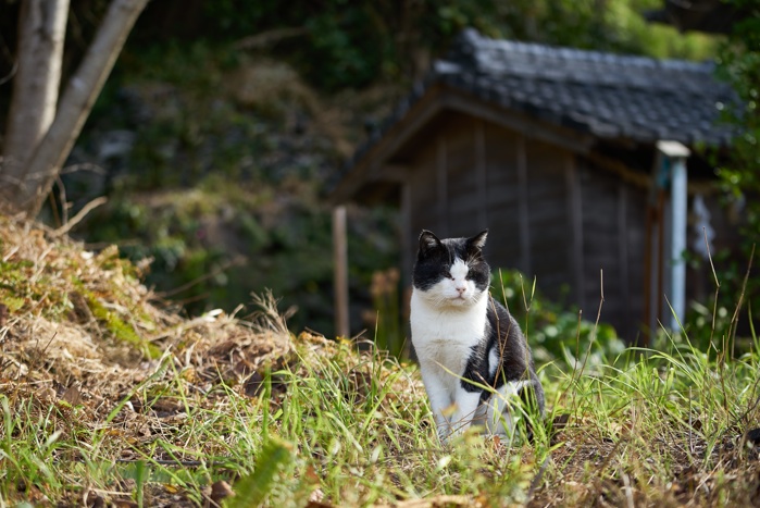 湯島のボス猫？_e0135098_6352872.jpg