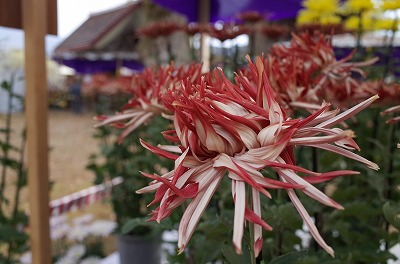 第29回 魚沼菊花展・浦佐菊まつり _c0336902_13211421.jpg