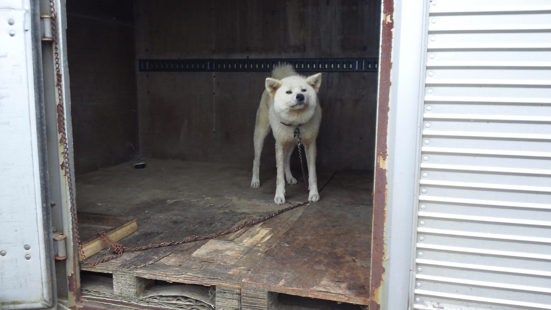 秋田犬のあっきぃ&いち_f0242002_20241286.jpg