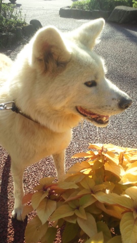 秋田犬のあっきぃ&いち_f0242002_20265553.jpg