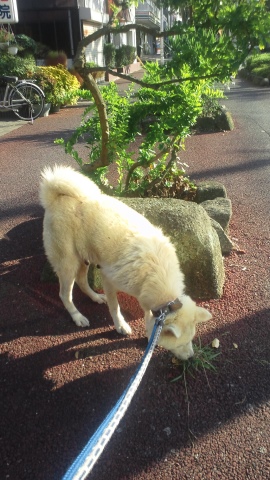 秋田犬のあっきぃ&いち_f0242002_20272348.jpg