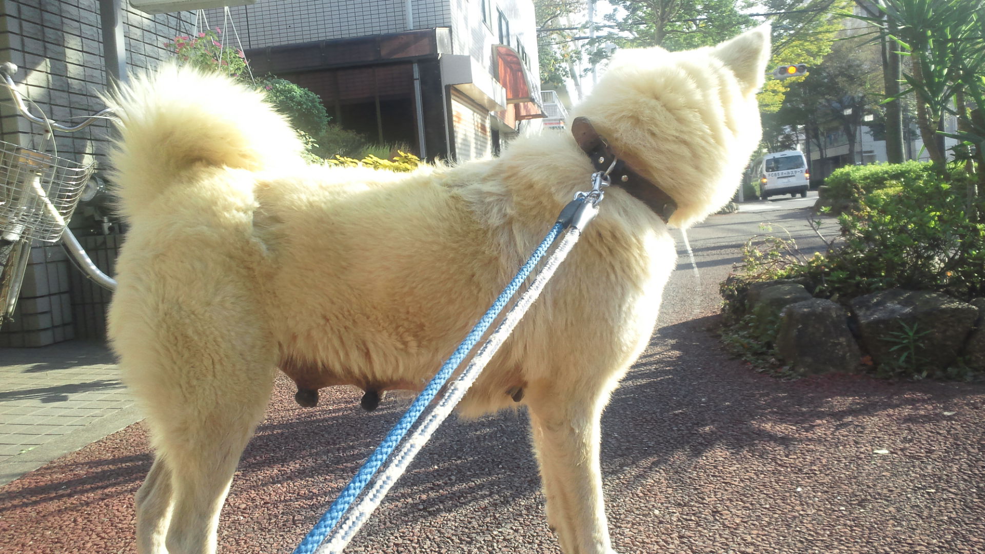 秋田犬のあっきぃ&いち_f0242002_2027333.jpg