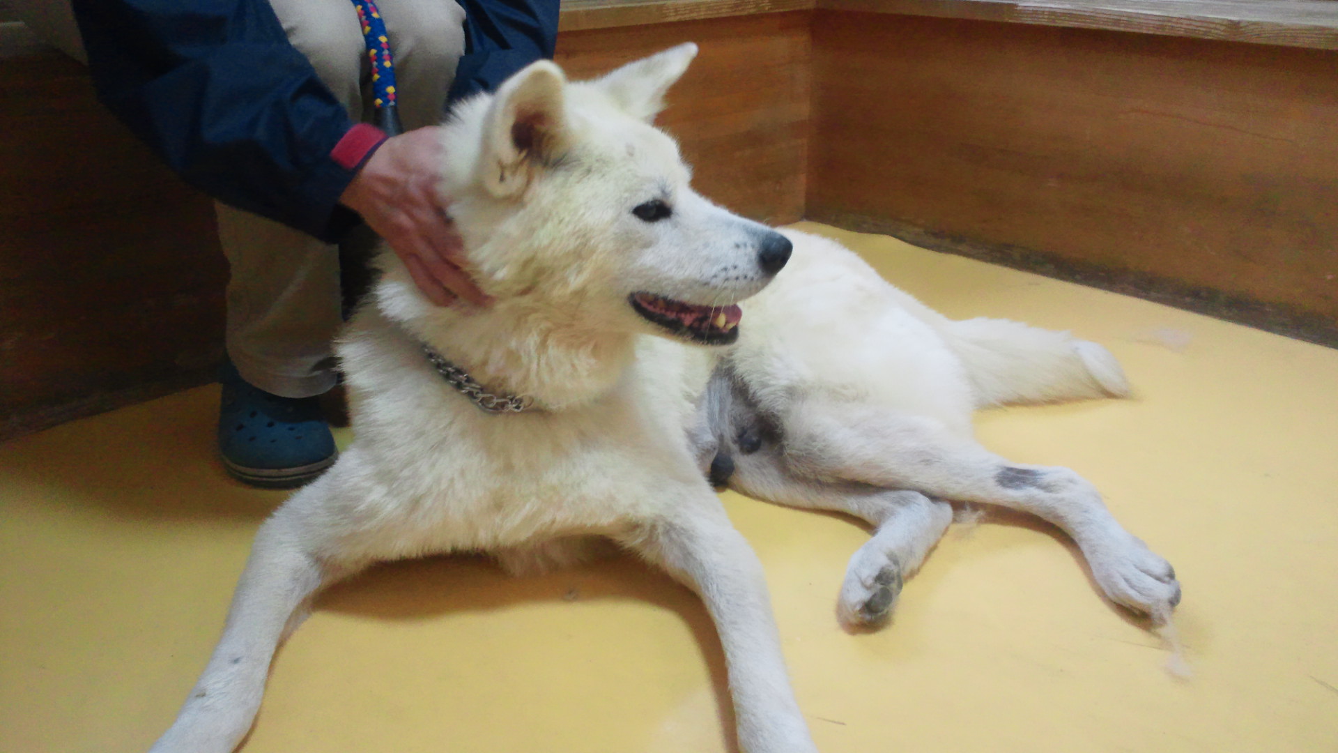 秋田犬のあっきぃ&いち_f0242002_2029522.jpg