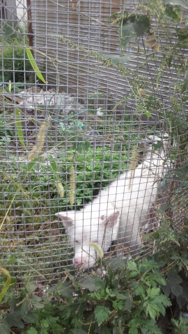 秋田犬のあっきぃ&いち_f0242002_20382638.jpg