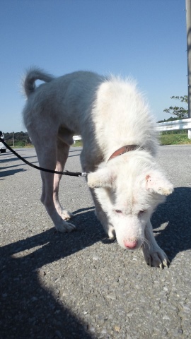 秋田犬のあっきぃ&いち_f0242002_20385712.jpg