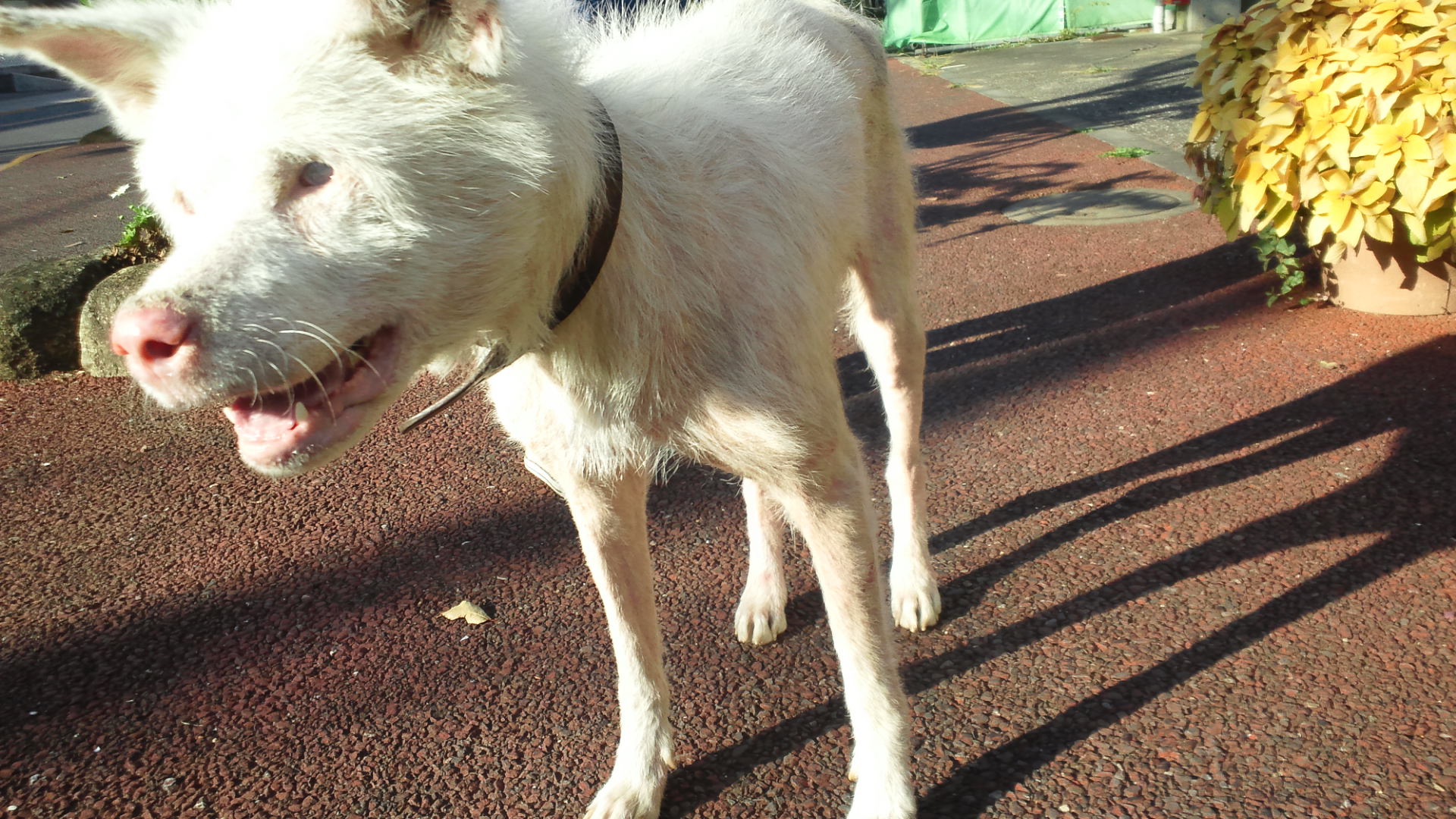 秋田犬のあっきぃ&いち_f0242002_20393080.jpg