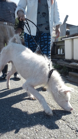 秋田犬のあっきぃ&いち_f0242002_2039746.jpg