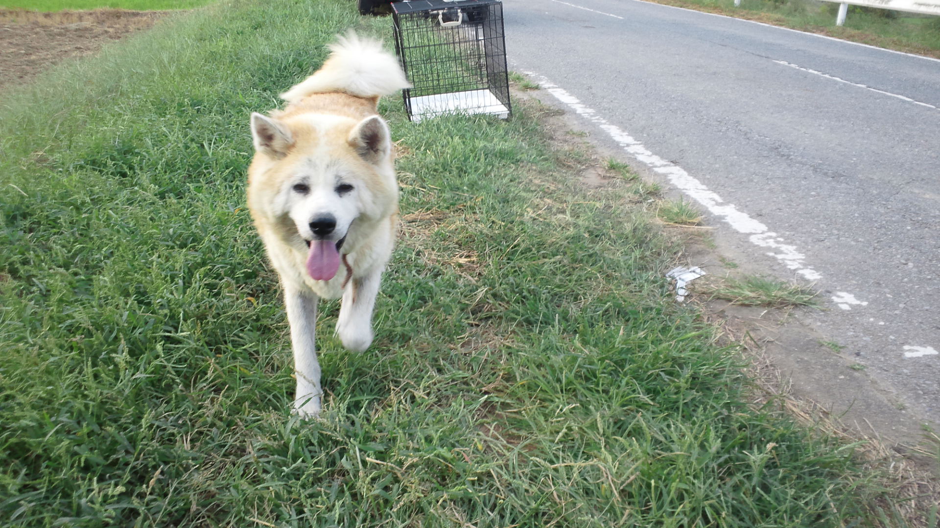 秋田犬のあっきぃ&いち_f0242002_2042401.jpg