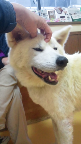 秋田犬のあっきぃ&いち_f0242002_20544213.jpg