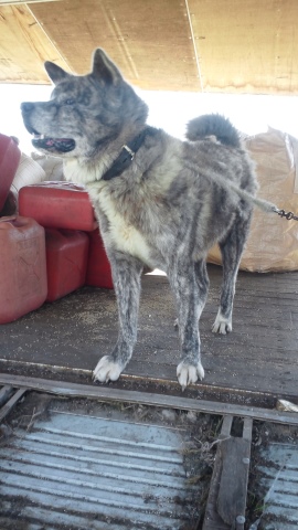 秋田犬のあっきぃ&いち_f0242002_20555075.jpg