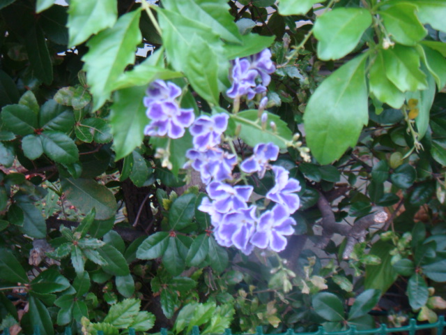 a0019212_10121160.jpg