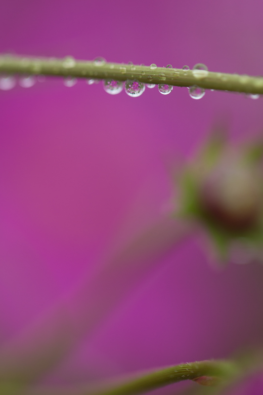 雨に濡れても、、、_e0238623_1763834.jpg