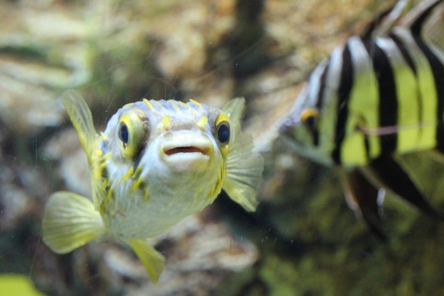 【葛西臨海水族園】葛西臨海散歩 part 2_f0348831_16003821.jpg