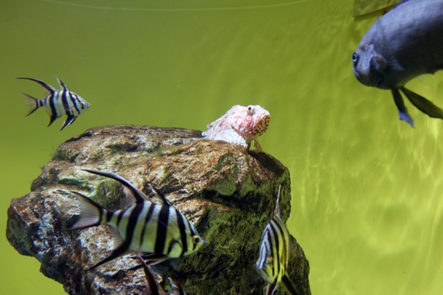 【葛西臨海水族園】葛西臨海散歩 part 2_f0348831_16004412.jpg
