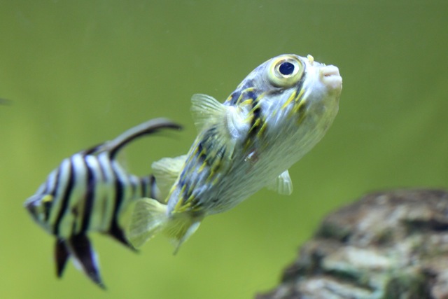 【葛西臨海水族園】葛西臨海散歩 part 2_f0348831_16004852.jpg