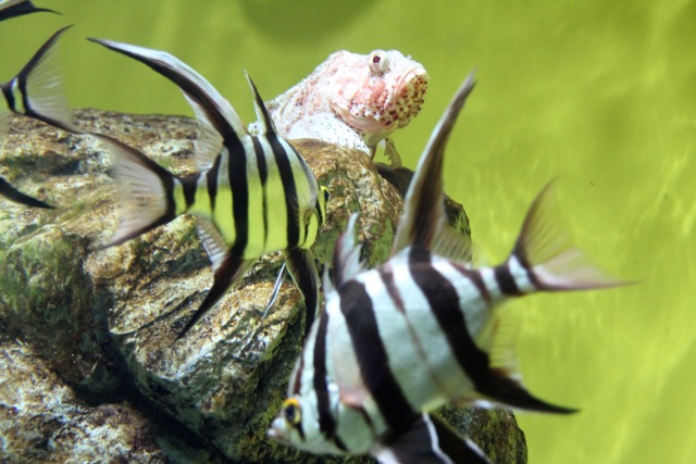 【葛西臨海水族園】葛西臨海散歩 part 2_f0348831_16005351.jpg
