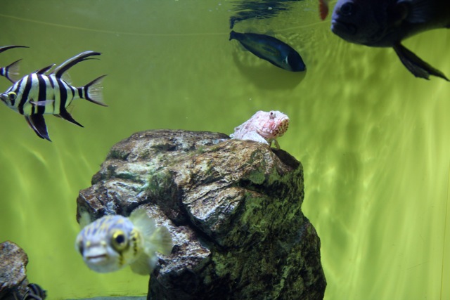 【葛西臨海水族園】葛西臨海散歩 part 2_f0348831_16010335.jpg