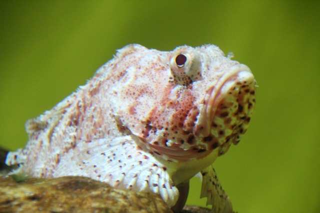 【葛西臨海水族園】葛西臨海散歩 part 2_f0348831_16011015.jpg
