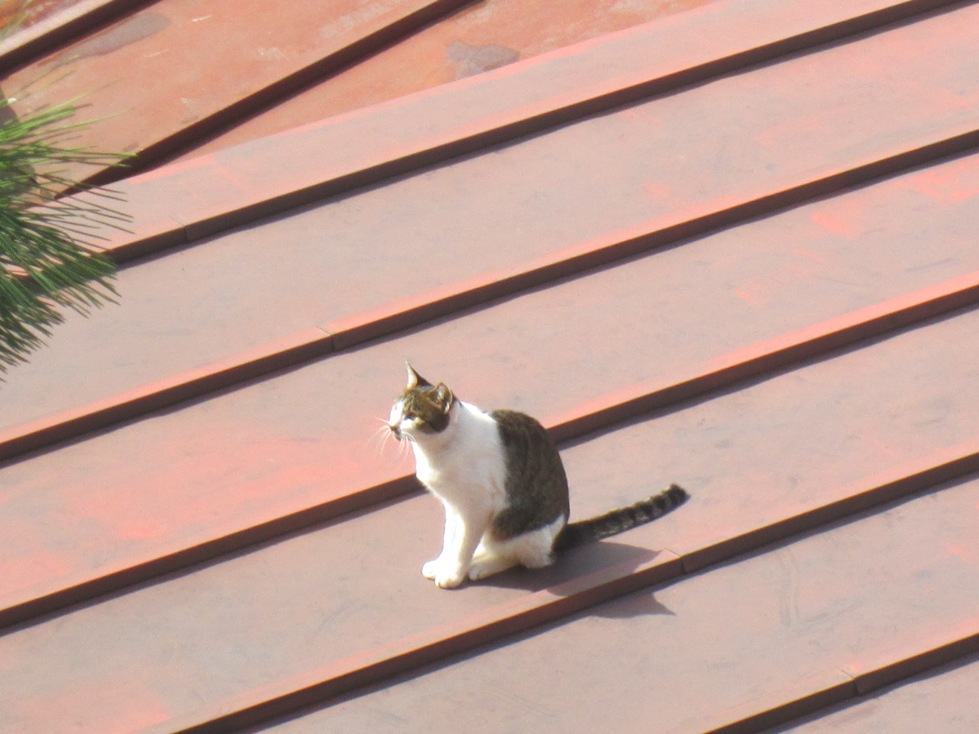 小春日和のきゃつら ゆっくり東京days