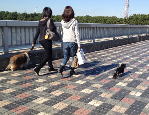 葛西臨海公園＆海浜公園　出会った人、動物、植物。_b0330040_16155200.jpg