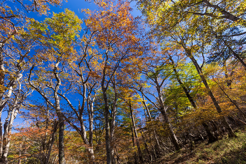 鮮やかな山紅葉（大台ケ原・シオカラ谷～）_f0155048_20463621.jpg