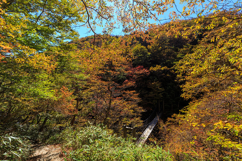 鮮やかな山紅葉（大台ケ原・シオカラ谷～）_f0155048_2048192.jpg