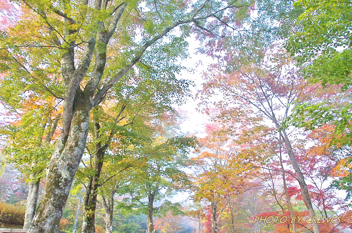 霧の山中湖畔／山梨県山中湖村_e0056449_22492018.jpg