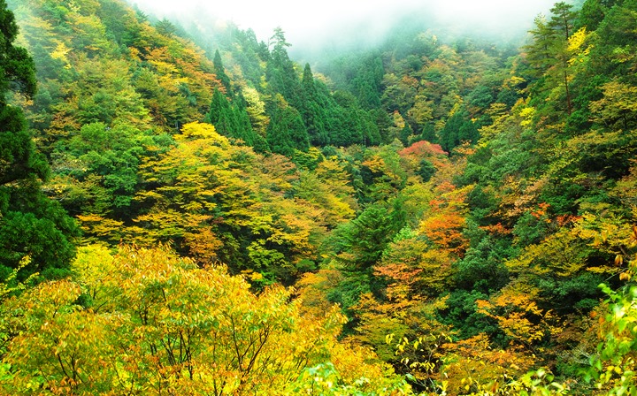 たかぴょんと赤い羽根うどん・・・・雨ビモヨシ、奥山渓谷ノ紅葉_d0005250_1731475.jpg