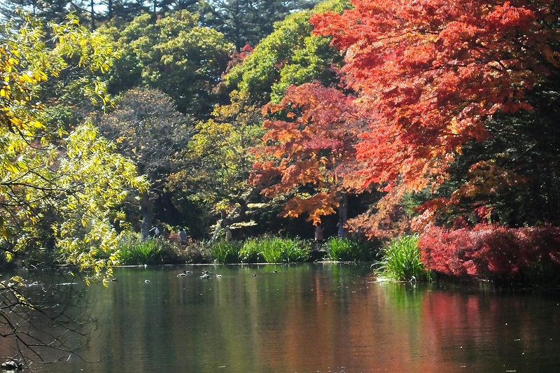 軽井沢、雲場池で紅葉三昧_b0236251_14262444.jpg