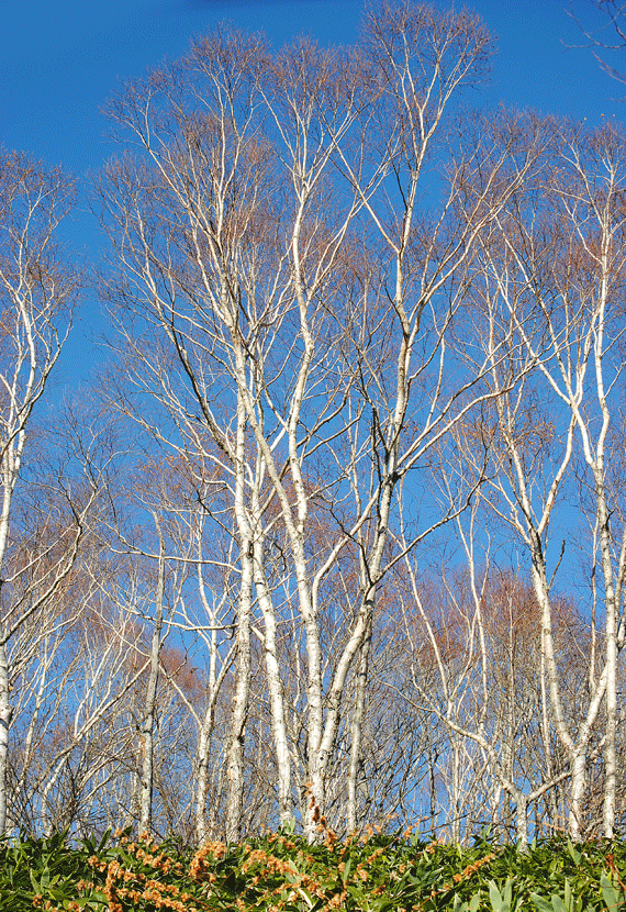 a0001354_23303229.gif