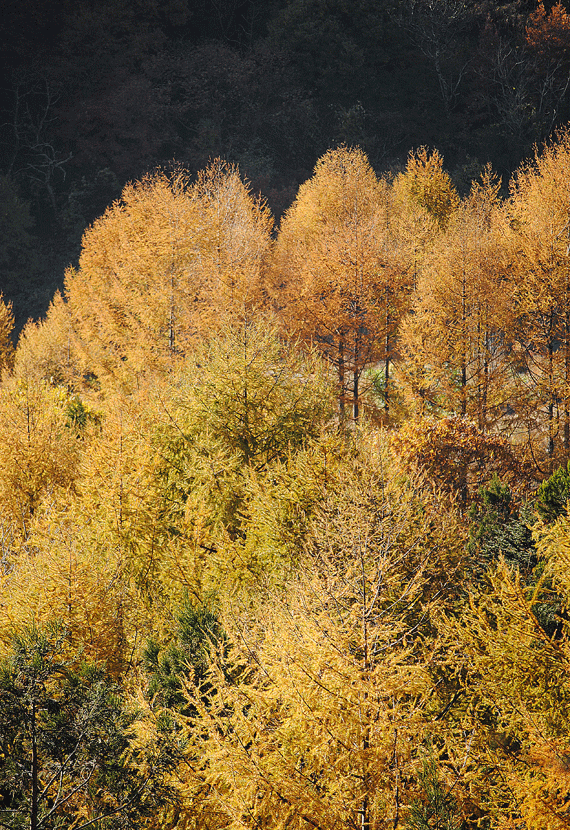 a0001354_23385565.gif