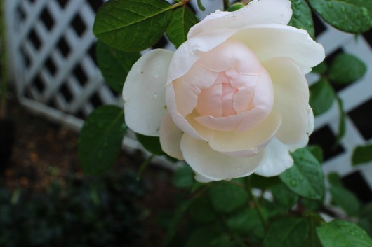 まん丸な マダム フィガロ La Rose 薔薇の庭 まん丸な マダム フィガロ La Rose 薔薇の庭