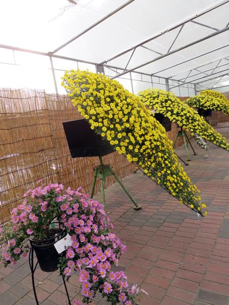 【神奈川県菊花大会@大船フラワーセンター】_c0042960_9424479.jpg