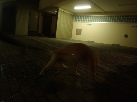 f0052277_2371726.jpg